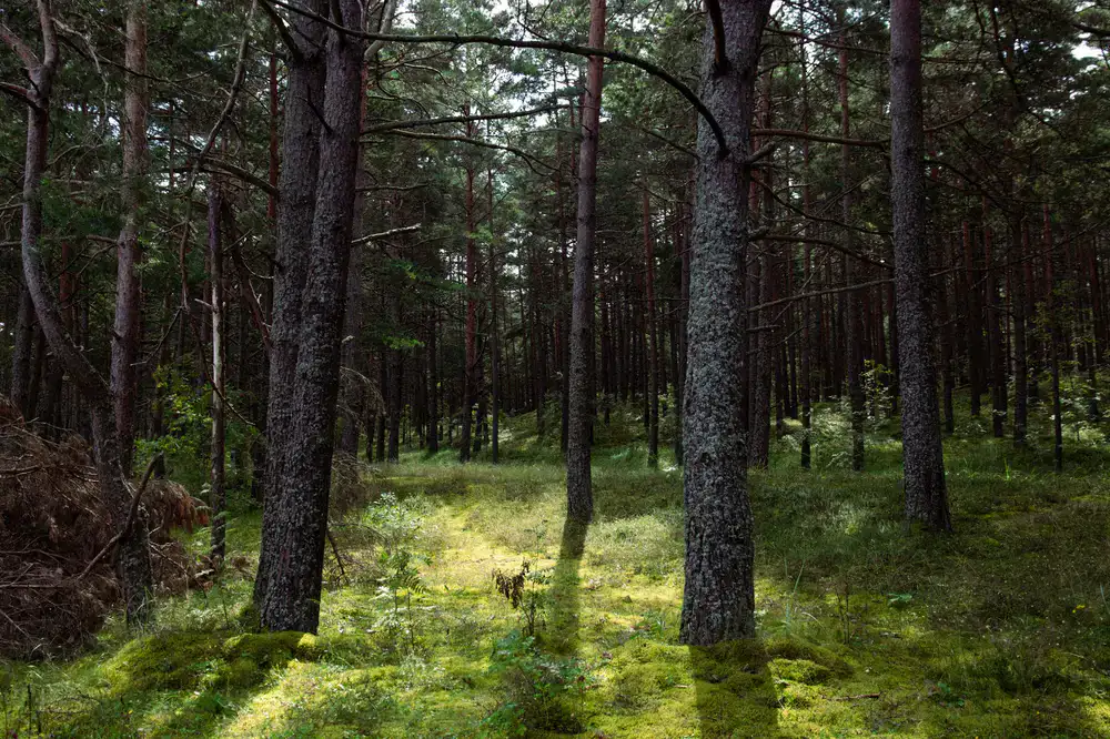 A guide standing quietly among old pine trees