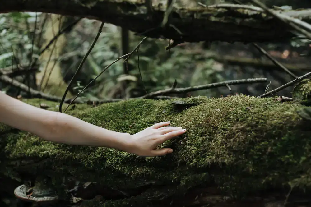 Close up of hands gently touching green moss on a forest rock