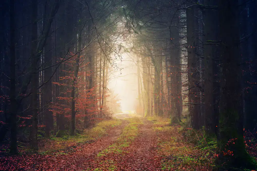 A quiet, misty forest trail fading into the distance