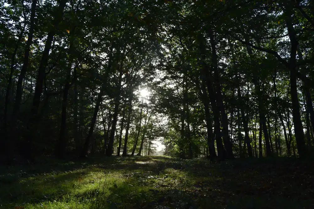 Sunlight breaking through a dense canopy of ancient trees