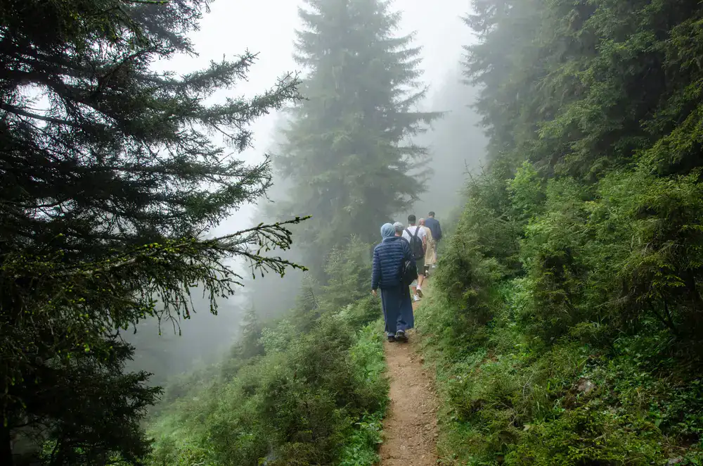 Group of people walking slowly in a misty forest
