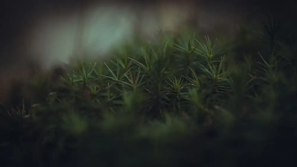 Close up photograph of bright green moss and delicate fern leaves in a woodland