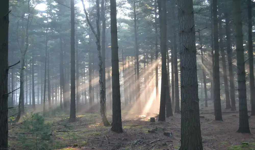 Morning sunlight filtering through tall pines