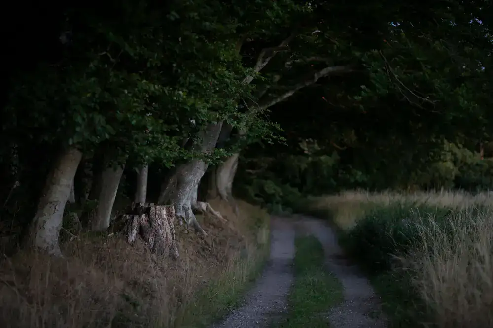 Soft evening light in a quiet grove