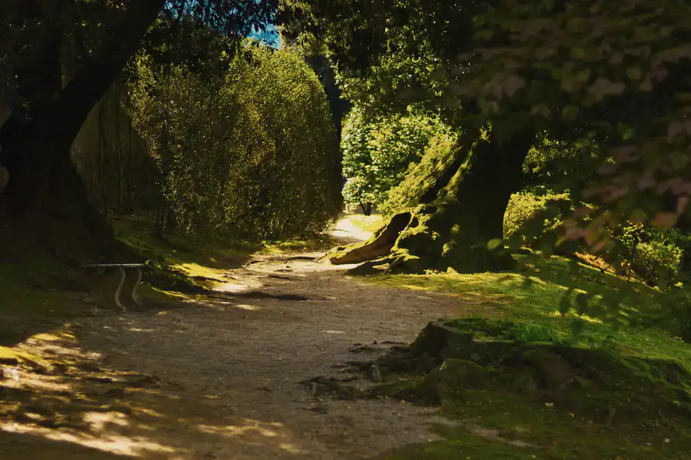 A serene woodland path surrounded by old trees