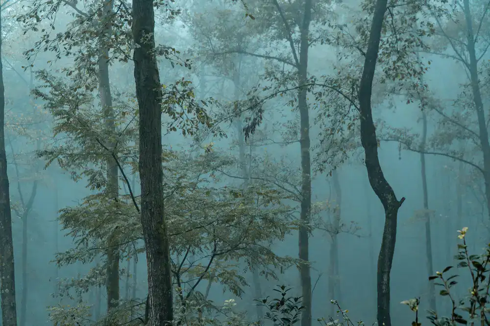 Mist rolling through dense woods