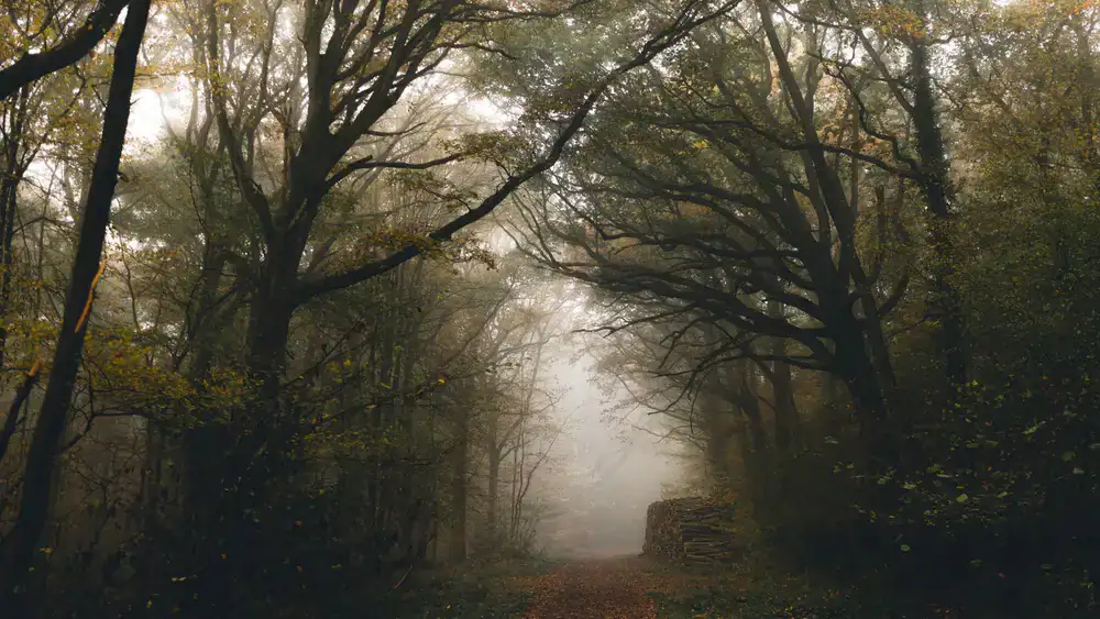 A small group walking silently through a misty forest