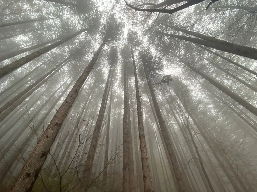 Looking up into a dense, misty forest canopy