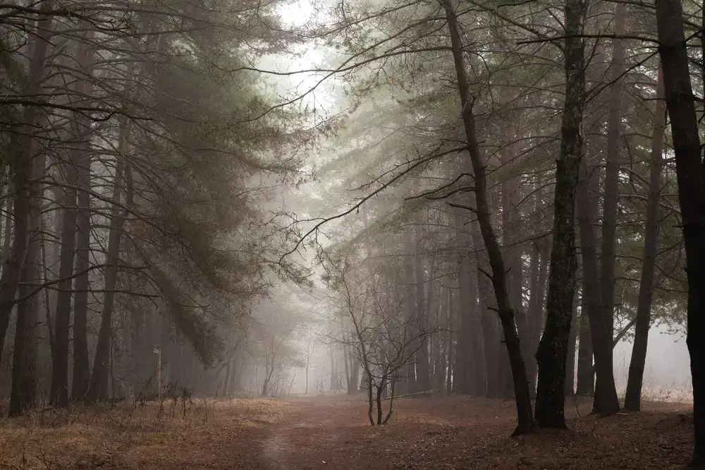 Misty morning in the deep forest
