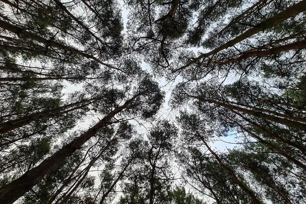 Looking up at a serene forest canopy