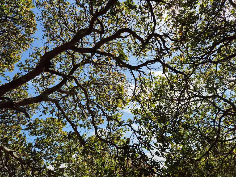 Looking up through dense forest canopy