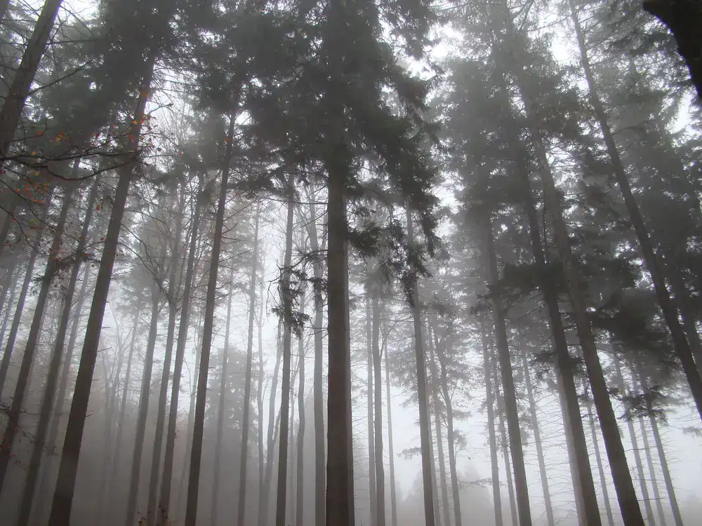 Mist settling over deep forest woods