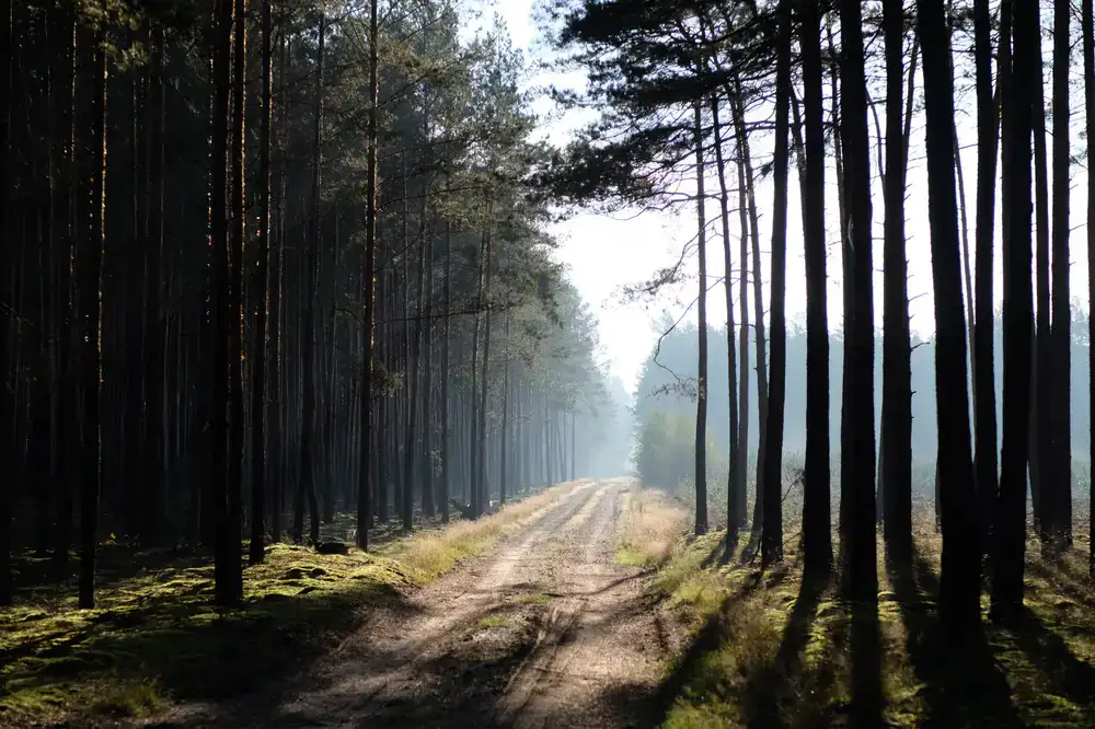 Forest path in morning light